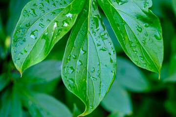 Beautiful natural background. Green leaf with water drops. Close-up. Selective focus.