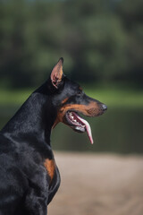 portrait of a dog Doberman Pinscher