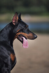 Fototapeta na wymiar portrait of a dog Doberman Pinscher