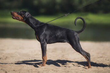  Doberman Pinscher dog puppy