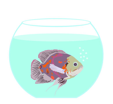 recommend clip art: Oscar fish in fishbowl aquarium vector illustration isolated on white background. Home pet, exotic under water world. Colorful tropical fish.