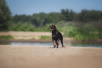 Doberman Pinscher dog running on the beach