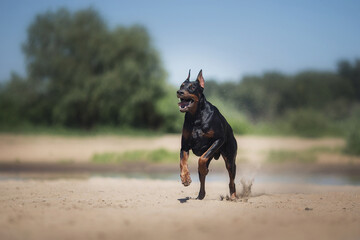 Doberman Pinscher dog running on the beach