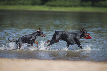 Doberman Pinscher dog running on the beach