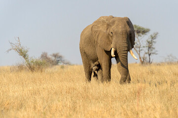 African elephant (Loxodonta africana) bull walking on savanna, Kruger National Park, Transvaal, South Africa..