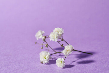 Beautiful gypsophila flowers on color background
