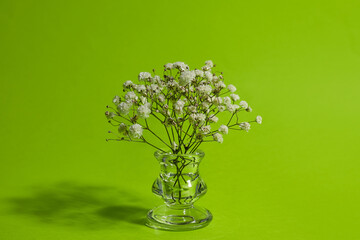 Glass with beautiful gypsophila flowers on color background