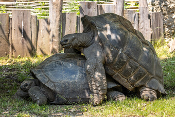 Aldabra giant tortoise, Curieuse Marine National Park, Curieuse, Seychelles