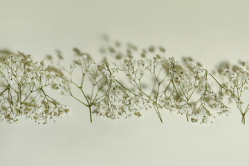 Beautiful gypsophila flowers on light background