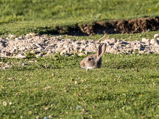 European rabbit, Common rabbit, Oryctolagus cuniculus sitting on a meadow at Munich