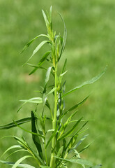 Artemisia Dracunculus