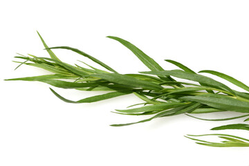 Fototapeta premium Artemisia Dracunculus