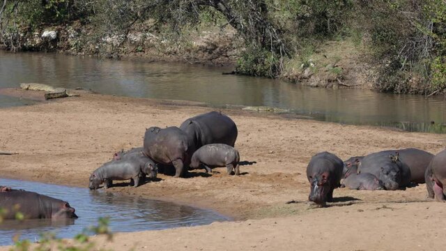 A large pod of hippos with babies