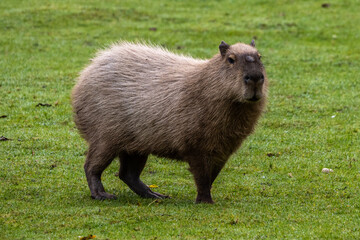 Capybara, Hydrochoerus hydrochaeris grazing on fresh green grass