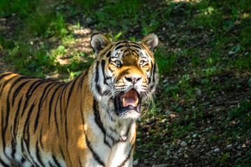 The Siberian tiger,Panthera tigris altaica in a park
