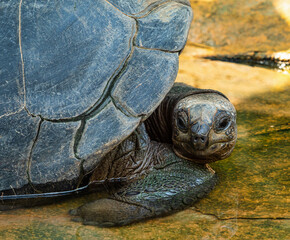 Aldabra giant tortoise, Curieuse Marine National Park, Curieuse, Seychelles