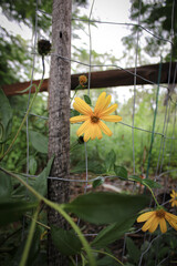 Jerusalem artichoke plants growing along fenceline covered in orange daisy like flowers