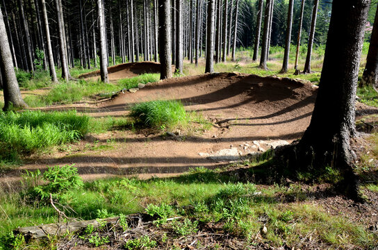 spruce forest in which there is a track for bicycles trail tilted bends one after the other dug in the ground into perfect shapes mountain bikes even for children