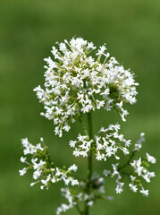 Centranthus ruber