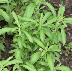 Stevia, rebaudiana, Suesskraut