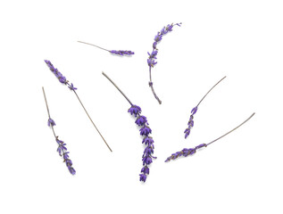 Beautiful lavender flowers on white background