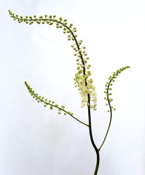 Cimicifuga racemosa