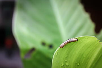Close up image of single striped caterpillar crawling on leaves of swan tree in the garden