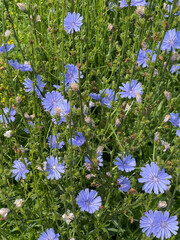 Fototapeta premium Cichorium intybus