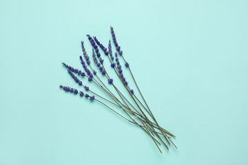 Beautiful lavender flowers on color background