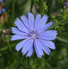 Cichorium intybus