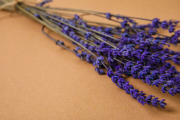 Beautiful lavender flowers on color background, closeup