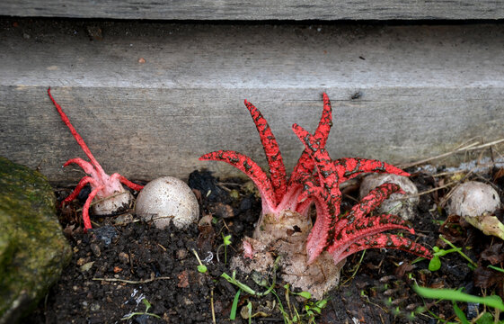 The fruiting body grows from an egg, which is once again hidden in the soil, it is attached by several purple roots. During ripening, the fruiting body opens and resembles starfish with tentacles