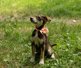 tricolor homeless puppy with a collar and a bow