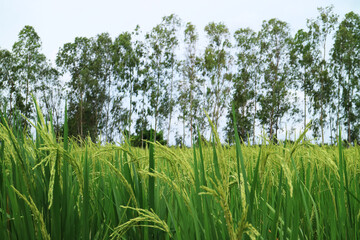 green paddy field