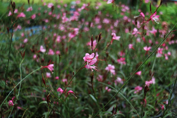 Obraz na płótnie Canvas pink flowers in the field