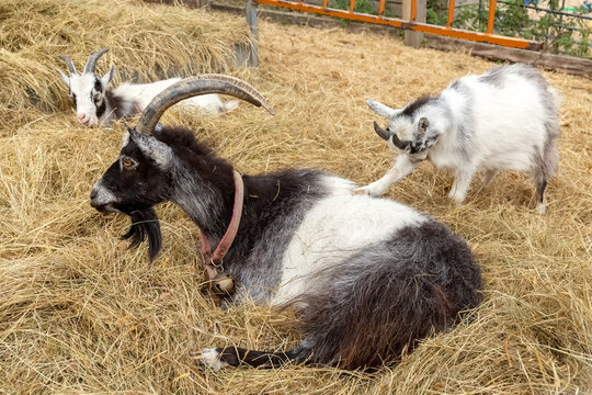 Black and white goat with kids in an aviary. The goat lies in the hay. High quality photo