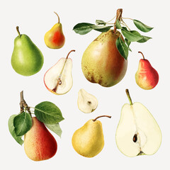 Obraz premium Hand drawn natural fresh pear set vector