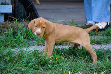 puppy in the grass