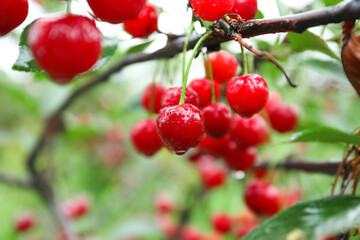 Sweet cherry berries hanging on tree in garden