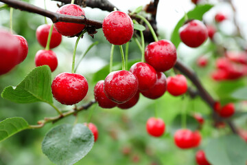 Sweet cherry berries hanging on tree in garden