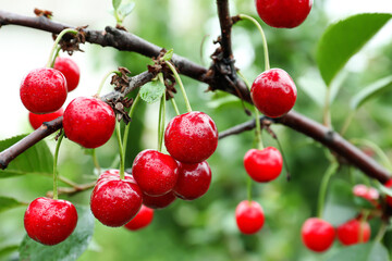 Sweet cherry berries hanging on tree in garden