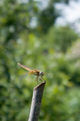 Beautiful bright green dragonfly sits in the grass in a meadow on blurred background