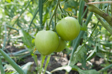 Unripe fresh green tomato, village market organic tomato with green blurred background