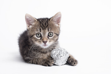 Adorable gray cat playing with aluminium foil ball. Cat isolated on white background