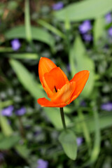 Blooming orange tulip flower