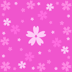 pink sakura flowers on pink background