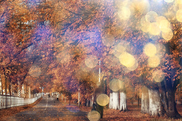 sunny landscape in fall park, autumn season background orange park