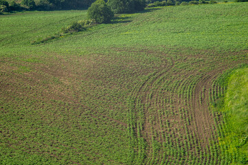 Beautiful panorama of a soybean field in Ukraine