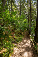 trail through park. beautiful nature scenery in summer. sunny weather in the forenoon. great place for outdoor activities