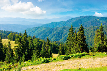sunny summer landscape of carpathian mountains. forest and meadows on the hills rolling in to the...